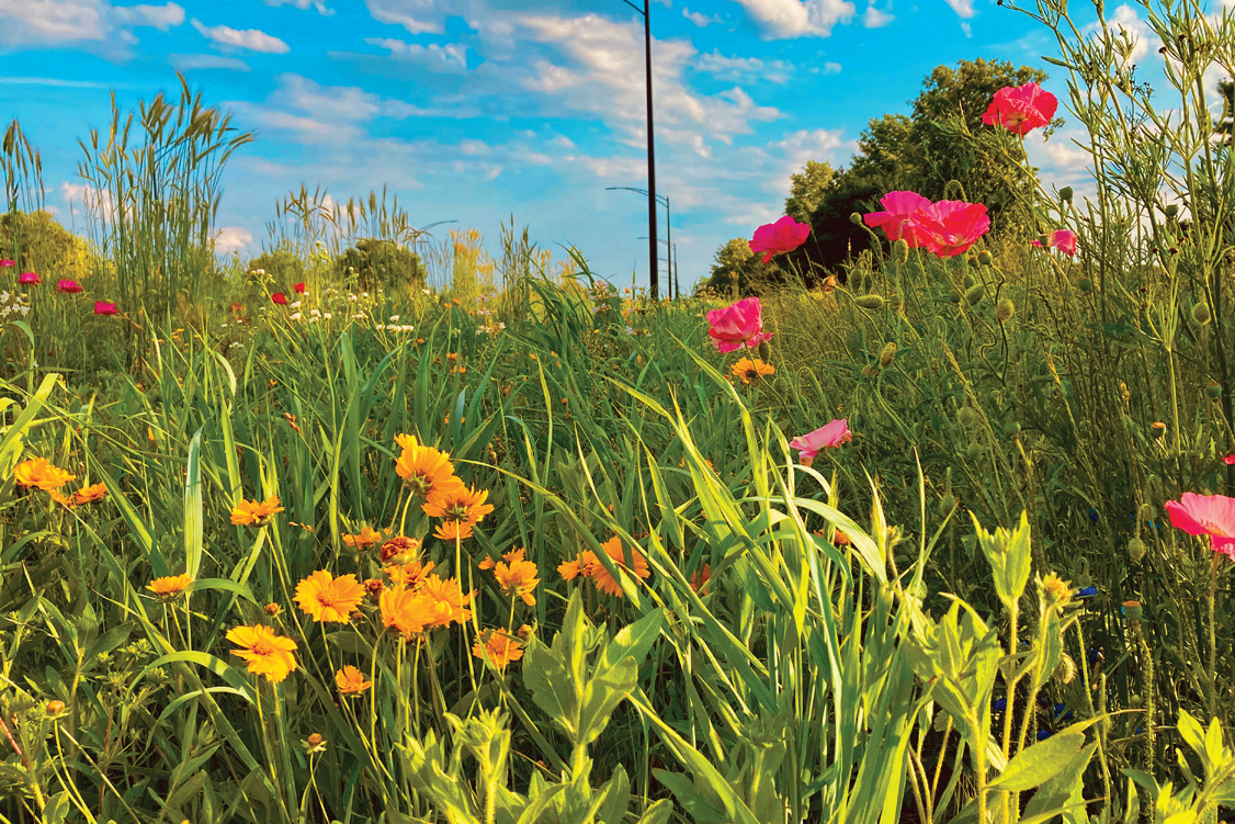 a photo of bio-retention cells along a roadway
