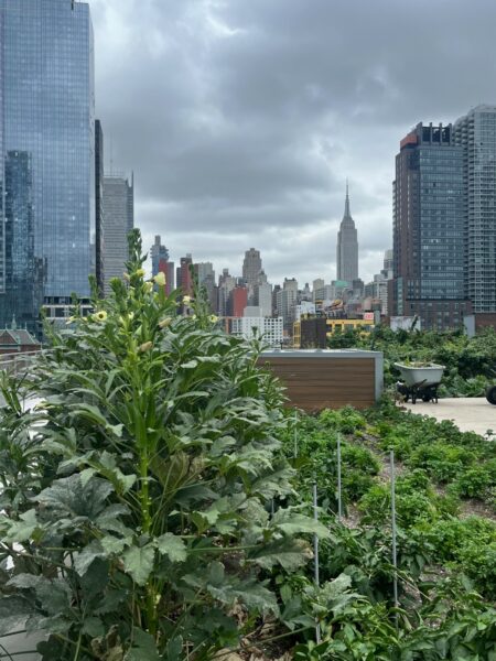 a photo of the Javits Center’s heralded seven-acre green roof
