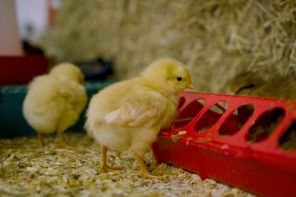 Two fluffy yellow chicks stand on wood shavings. One chick pecks at a red feeder, and the other explores nearby.
