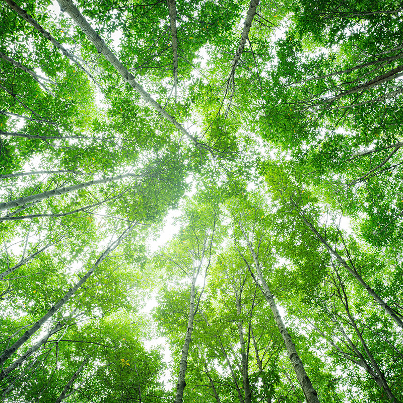 Bottom-up view green mangrove forest canopy. Natural carbon sink fight climate change. Sustainability in carbon-neutral ecosystems. Green and sustainable environment. Natural carbon capture solution.