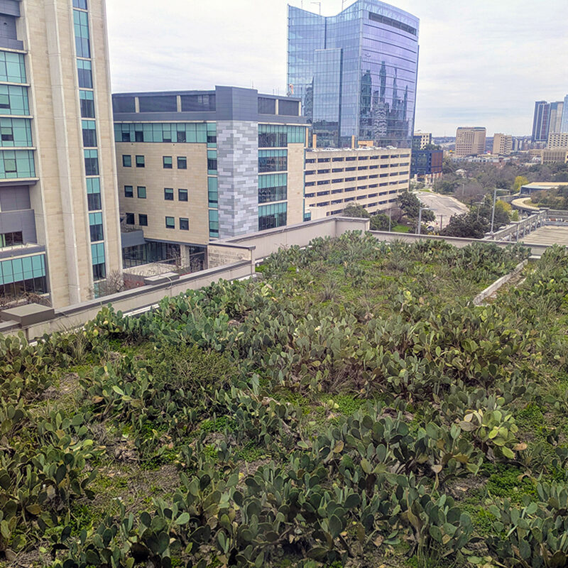 A field of green plants sits atop a skyscraper in a city's downtown.