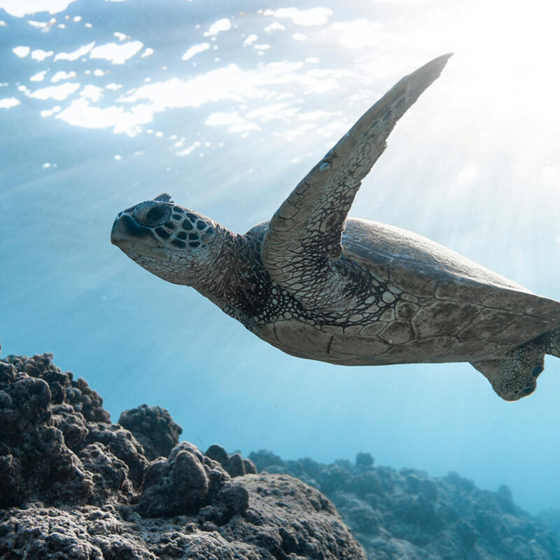 SeaTurtle_1200x800