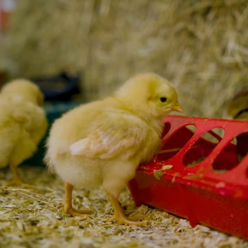 Two fluffy yellow chicks stand on wood shavings. One chick pecks at a red feeder, and the other explores nearby.